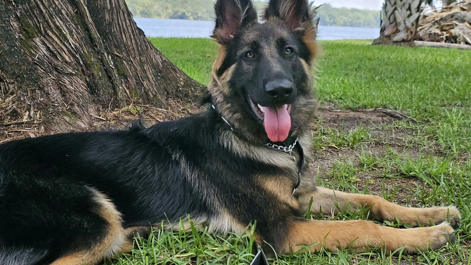 Gunny the German Shepherd lying in the grass by the lake